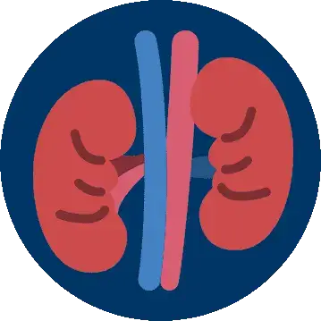 اورولوژی شاخهای از پزشکی است که به عملکرد کلیه و اختلالات سیستم ادراری میپردازد