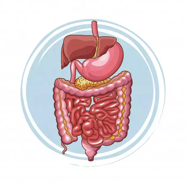 گوارش وکبد